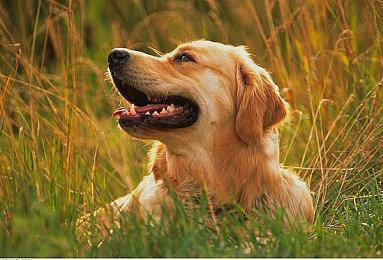 《宝可梦传说：阿尔宙斯》新情报 霹雳电球洗翠的样子